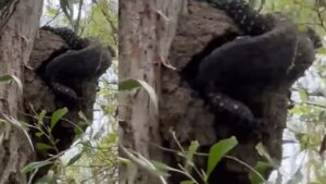 पेड़ पर चढ़कर किंगफिशर को खा गई विशालकाय छिपकली, घोंसले से निकालकर उतारा मौत के घाट