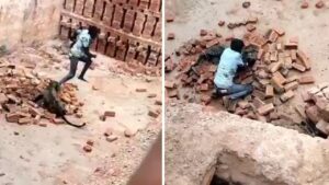Viral: खूंखार तेंदुए से भिड़ गया बहादुर युवक, हैरान करने वाला वीडियो वायरल