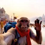 Viral Video: ‘बबलू बंदर’ ने इंटरनेट पर मचाया कोहराम! देख लोग बोले- ये AI कुछ भी कर…