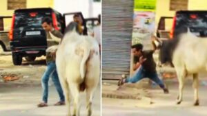 Viral Video: सांड ने युवक पर अचानक किया भयानक हमला, बंदा ऐसे उठा जैसे कुछ हुआ ही नहीं