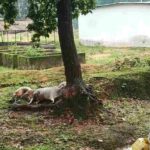*Breaking jashpur:- आकाशीय बिजली की चपेट में आने से 4 मवेशियों की मौत…*- भारत संपर्क