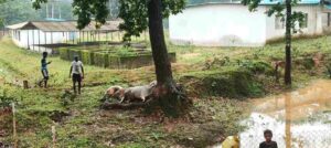 *Breaking jashpur:- आकाशीय बिजली की चपेट में आने से 4 मवेशियों की मौत…*- भारत संपर्क