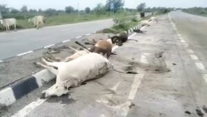 हाई कोर्ट की सख्ती के बावजूद नहीं थम रहा गायों की मौत का…- भारत संपर्क