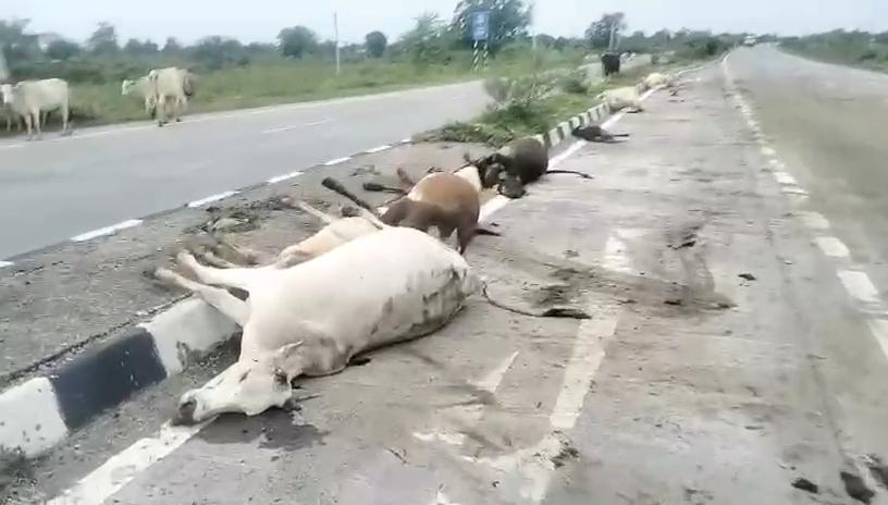 हाई कोर्ट की सख्ती के बावजूद नहीं थम रहा गायों की मौत का…- भारत संपर्क
