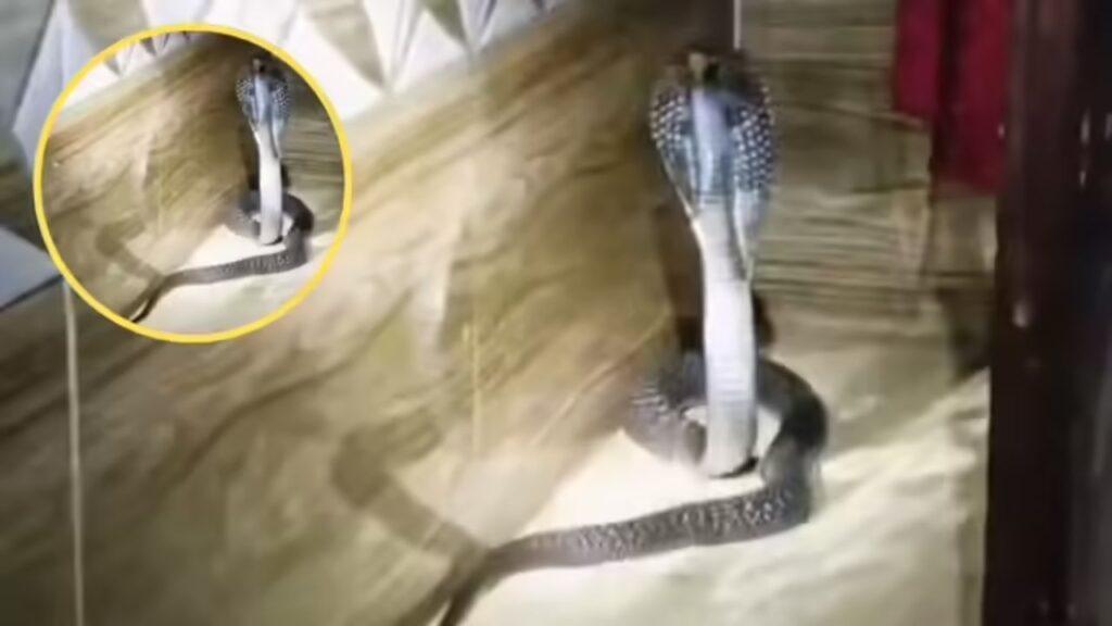 Viral Video: मजे से बेडरूम में सो रहा था परिवार, गुस्से में बाहर आया कोबरा…फुंफकार…