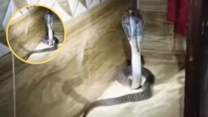 Viral Video: मजे से बेडरूम में सो रहा था परिवार, गुस्से में बाहर आया कोबरा…फुंफकार…