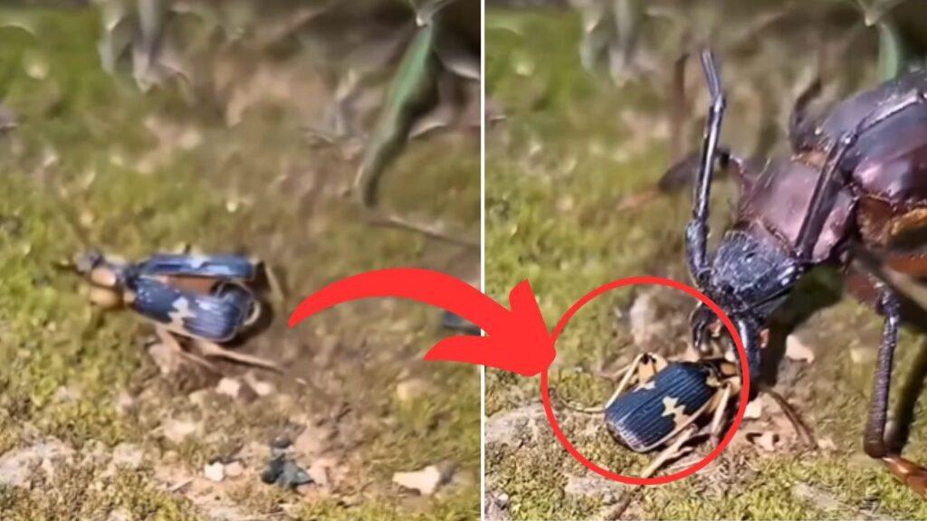 Viral: पिद्दी-सा ये कीड़ा घातक हथियारों से है लैस, वीडियो देख दंग रह जाएंगे! Viral: पिद्दी-सा ये कीड़ा घातक हथियारों से है लैस, वीडियो देख दंग रह जाएंगे!