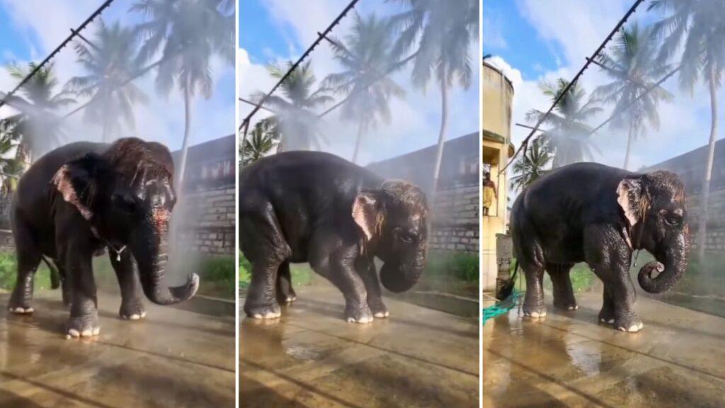 Viral Video: नन्हे हाथी को मेंढक ने बुरी तरह डराया, देखने लायक है जानवर का रिएक्शन Viral Video: नन्हे हाथी को मेंढक ने बुरी तरह डराया, देखने लायक है जानवर का रिएक्शन