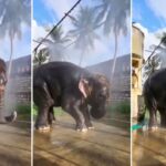 Viral Video: नन्हे हाथी को मेंढक ने बुरी तरह डराया, देखने लायक है जानवर का रिएक्शन