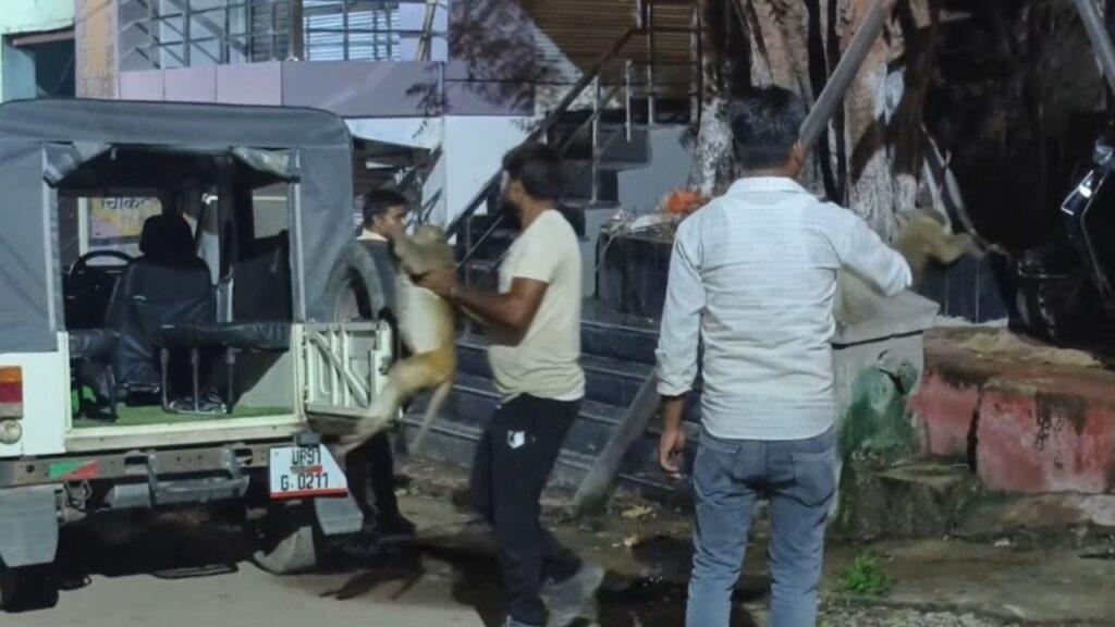 ज्वेलर ने बंदर को मार दी गोली… मौत के बाद बंदरों ने मनाया मातम! वन विभाग … – भारत संपर्क
