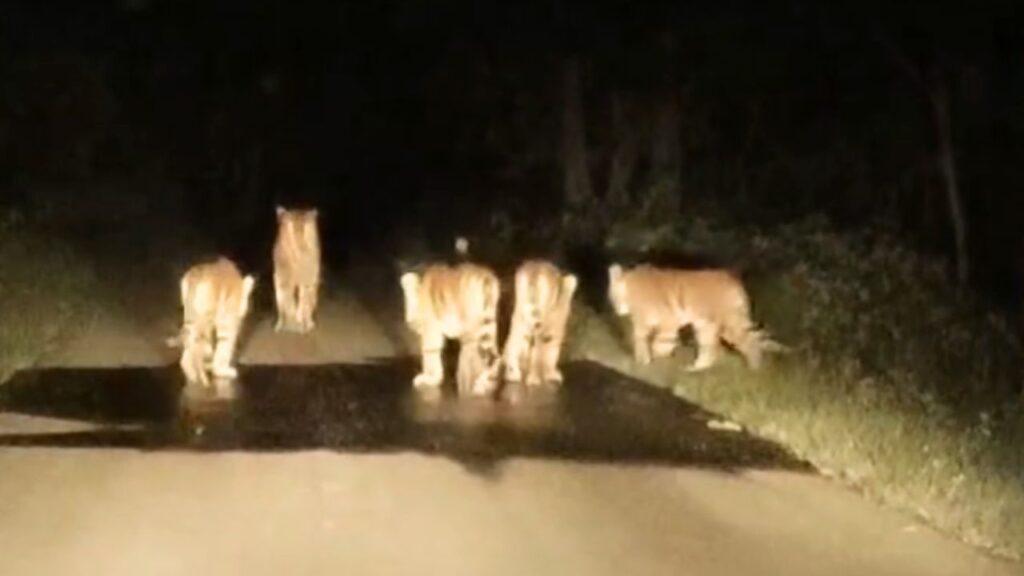 ‘आगे मॉम- पीछे 4 बच्चे…’ परिवार के साथ नाइट वॉक पर निकली बाघिन, जंगल का V… – भारत संपर्क