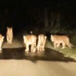 ‘आगे मॉम- पीछे 4 बच्चे…’ परिवार के साथ नाइट वॉक पर निकली बाघिन, जंगल का V… – भारत संपर्क