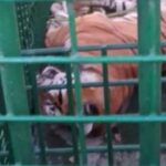 5 इंसानों को बनाया था शिकार… आखिरकार पीलीभीत में पकड़ी गई आदमखोर बाघिन, प… – भारत संपर्क