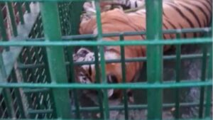 5 इंसानों को बनाया था शिकार… आखिरकार पीलीभीत में पकड़ी गई आदमखोर बाघिन, प… – भारत संपर्क