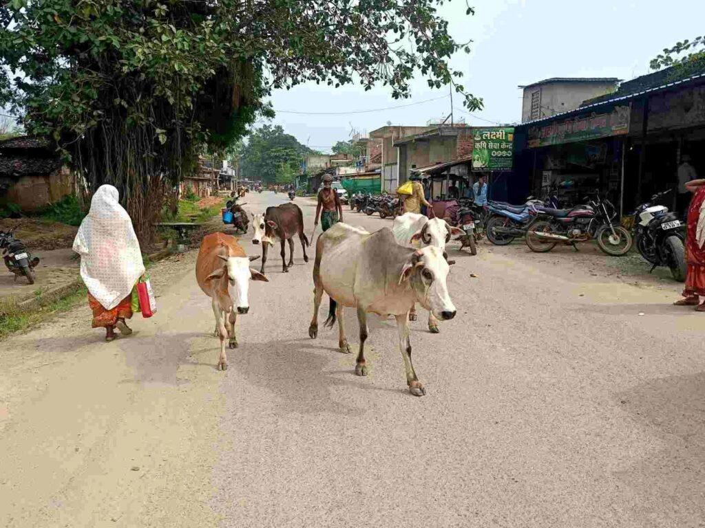 *दुधारू-गर्भवती गायों की एक ही रात में चार लोगों की चोरी,गौपालक…- भारत संपर्क *दुधारू-गर्भवती गायों की एक ही रात में चार लोगों की चोरी,गौपालक…- भारत संपर्क