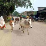 *दुधारू-गर्भवती गायों की एक ही रात में चार लोगों की चोरी,गौपालक…- भारत संपर्क