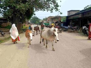 *दुधारू-गर्भवती गायों की एक ही रात में चार लोगों की चोरी,गौपालक…- भारत संपर्क
