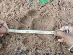 रायगढ़ में फिर देखे गए बाघ के पैरों के निशान, छाल के बाद लैलूंगा में नजर आया – भारत संपर्क न्यूज़ …
