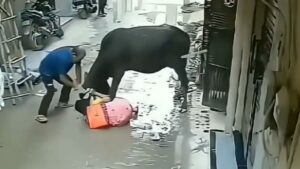 सांड ने महिला पर किया अटैक, ले लेता जान अगर बीच में न आता ये इंसान; दर्दनाक है VIDEO