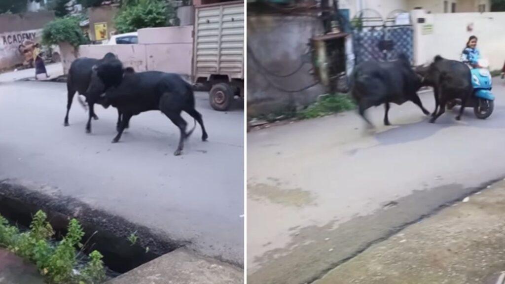दो सांडों की लड़ाई में फंस गई स्कूटी गर्ल, हादसे का Video हुआ वायरल