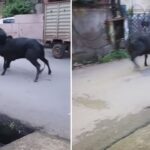 दो सांडों की लड़ाई में फंस गई स्कूटी गर्ल, हादसे का Video हुआ वायरल