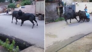 दो सांडों की लड़ाई में फंस गई स्कूटी गर्ल, हादसे का Video हुआ वायरल