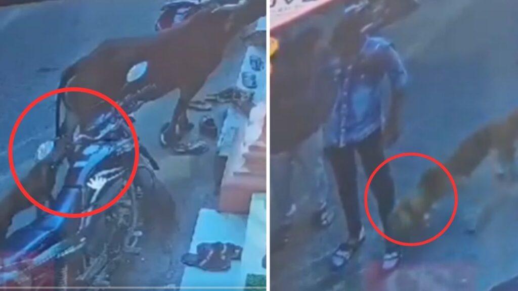 डॉग लवर को भारी पड़ा आवारा कुत्ते के लिए बहस करना! रोंगटे खड़े कर देगा यह Viral Video डॉग लवर को भारी पड़ा आवारा कुत्ते के लिए बहस करना! रोंगटे खड़े कर देगा यह Viral Video