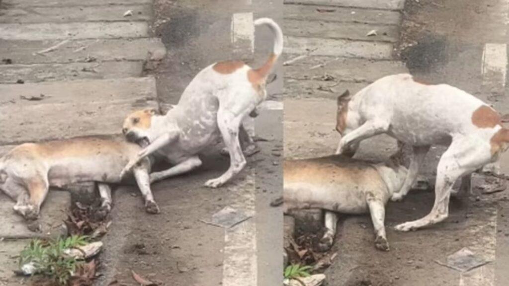 Viral Video: डॉगी का प्यार देख यूजर्स की आंखें हुई नम, मरने के बावजूद खत्म नहीं हुई…
