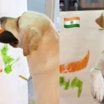 देशभक्त कुत्ता! मुंह से पेंट कर बनाया तिरंगा झंडा, दिल छू लेगा VIDEO