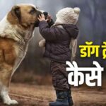 How to Become Dog Trainer: डॉग ट्रेनर बनने के लिए कहां से मिलती है डिग्री! करियर…