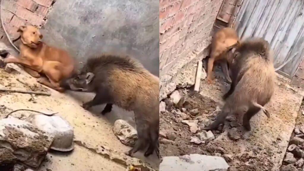 VIDEO: कुत्ता और जंगली सूअर के बीच हुई भीषण लड़ाई, देखें कौन किसपर पड़ा भारी VIDEO: कुत्ता और जंगली सूअर के बीच हुई भीषण लड़ाई, देखें कौन किसपर पड़ा भारी