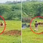 Viral: खूंखार शेर के पास यू्ं जाकर बनाने लगा वीडियो, दहाड़ मारी तो आया होश! लोग बोले-…
