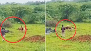Viral: खूंखार शेर के पास यू्ं जाकर बनाने लगा वीडियो, दहाड़ मारी तो आया होश! लोग बोले-…