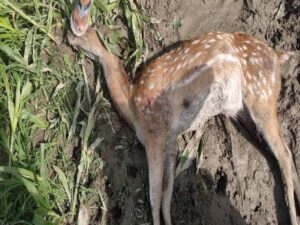 हिरण के शव को पेट्रोल डालकर जलाया, रेंजर सहित तीन को कारण…- भारत संपर्क