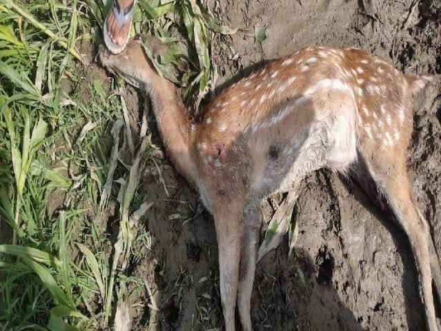 हिरण के शव को पेट्रोल डालकर जलाया, रेंजर सहित तीन को कारण…- भारत संपर्क हिरण के शव को पेट्रोल डालकर जलाया, रेंजर सहित तीन को कारण…- भारत संपर्क