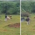 Viral: शिकार को मजे से खा रहा था शेर, वीडियो बनाने के लिए जंगल के राजा करीब पहुंचा…