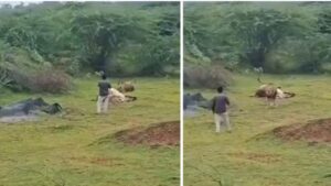 Viral: शिकार को मजे से खा रहा था शेर, वीडियो बनाने के लिए जंगल के राजा करीब पहुंचा…