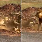 Viral: जंगल की ‘रानी’ के सामने ‘राजा’ हुआ ढेर! शेर की दुर्दशा देख हंसते-हंसते लोटपोट…