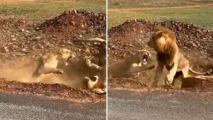 Viral: जंगल की ‘रानी’ के सामने ‘राजा’ हुआ ढेर! शेर की दुर्दशा देख हंसते-हंसते लोटपोट…