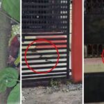 इस आंगनवाड़ी में हाजिरी लगाने आते हैं सांप! बच्चों पर हर वक्त मंडराया रहता … – भारत संपर्क