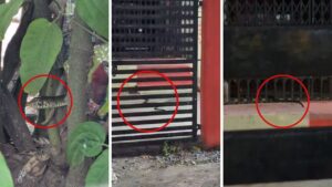 इस आंगनवाड़ी में हाजिरी लगाने आते हैं सांप! बच्चों पर हर वक्त मंडराया रहता … – भारत संपर्क