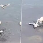Viral Video: बच्चों को बचाने के लिए सीगल से भिड़ गई मां हंस, अंत में हुआ कुछ ऐसा…