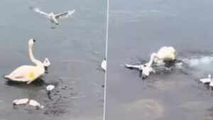 Viral Video: बच्चों को बचाने के लिए सीगल से भिड़ गई मां हंस, अंत में हुआ कुछ ऐसा…
