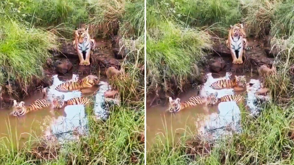 Viral: मजे से नहा रहे थे नन्हे बाघ, बाघिन यूं दे रही थी पहरा; वीडियो देख मंत्रमुग्ध…