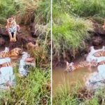 Viral: मजे से नहा रहे थे नन्हे बाघ, बाघिन यूं दे रही थी पहरा; वीडियो देख मंत्रमुग्ध…
