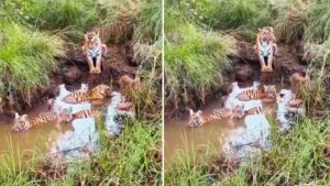 Viral: मजे से नहा रहे थे नन्हे बाघ, बाघिन यूं दे रही थी पहरा; वीडियो देख मंत्रमुग्ध…
