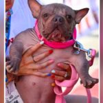 World’s Ugliest Dog In 2025: ये है दुनिया का सबसे बदसूरत कुत्ता, जीत चुका है लाखों का…