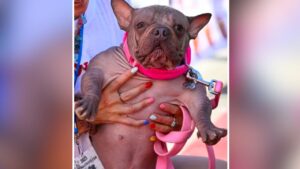World’s Ugliest Dog In 2025: ये है दुनिया का सबसे बदसूरत कुत्ता, जीत चुका है लाखों का…