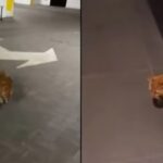 Viral Video: रूस-यूक्रेन वॉर में Hero बनी पालतू बिल्ली… सायरन बजते ही होती है…