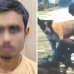शर्मनाक! लखनऊ में डॉगी से रेप करने वाला युवक अरेस्ट, वीडियो वायरल होने के बाद खूब मचा…